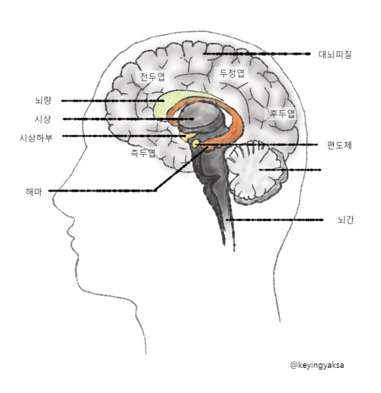 사상체질진단법(4)(뇌와 체질)