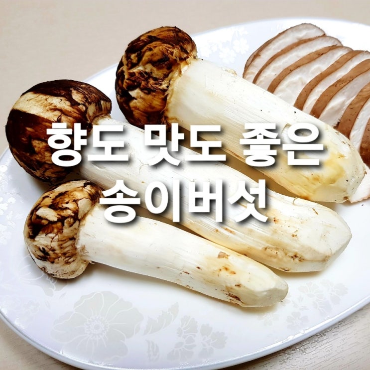  자연산 송이버섯으로 맛저 효능 손질법 보관법