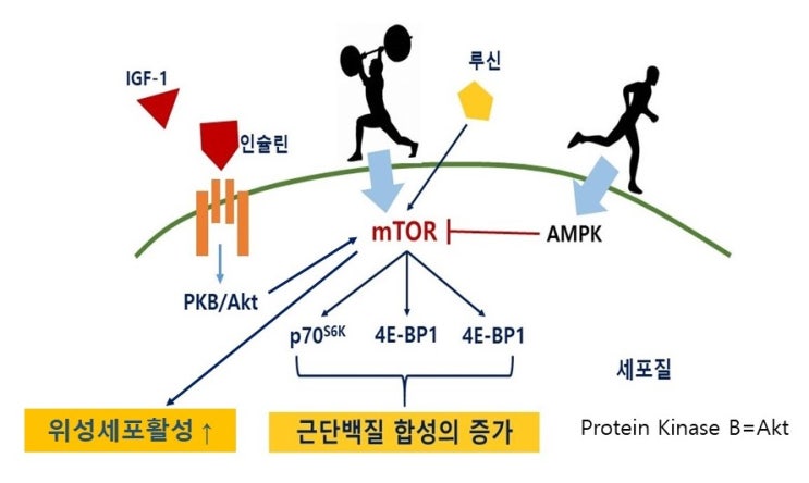  근비대와 호르몬(인슐린, IGF-1, 테스토스테론 등), 테스토스테론 분비를 최대로 자극하는 저항운동