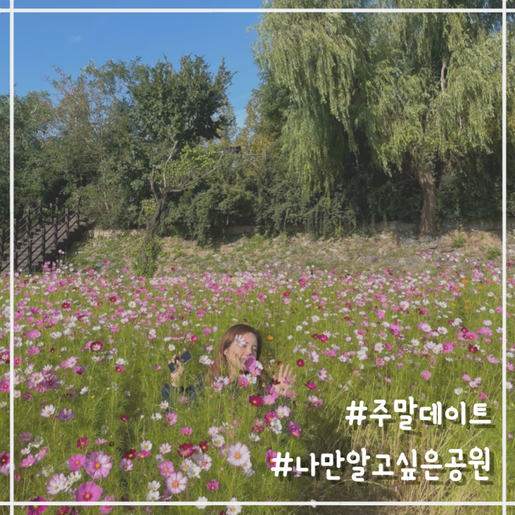  [주말 일상] 정신없던 9월을 마무리하며 오랜만에 쉼 (with 우연히 찾게 된 코스모스 포토존)