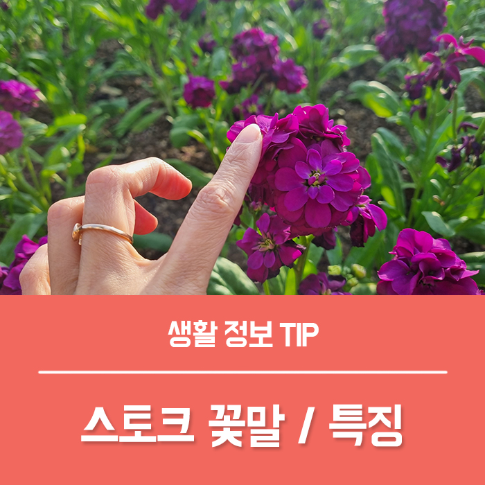  스토크 꽃 특징 스토크 꽃말 향기까지 아름다운 비단향꽃무