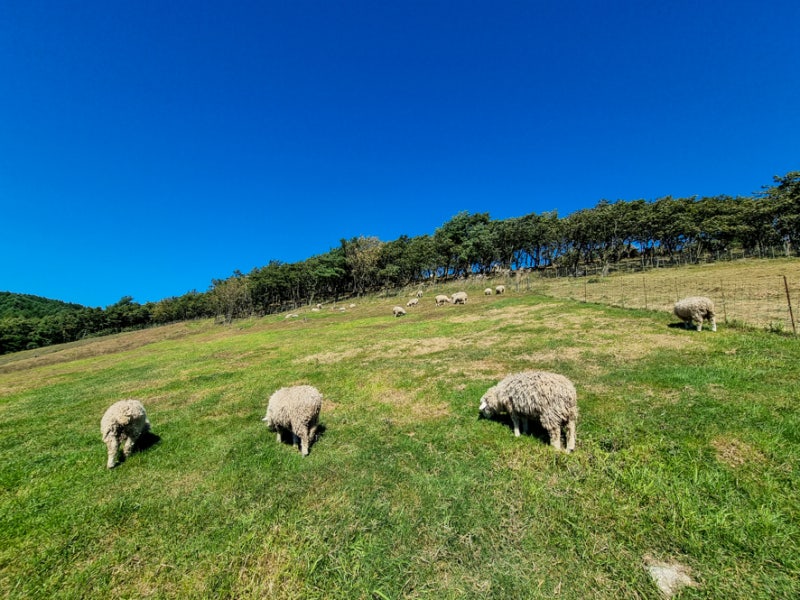강원도 평창 가볼만한곳 너무나 멋진 대관령 양떼목장