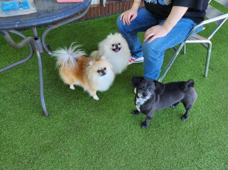 파주 애견동반식당 독스테이션 애견운동장이 2개 파주 애견동반식당 독스테이션 애견운동장이 2개