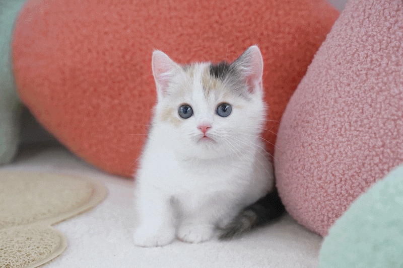 파주고양이 분양에서 만난 소중한 아기고양이