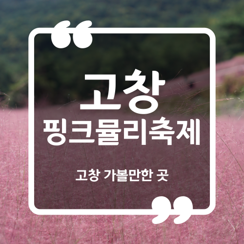  고창 핑크뮬리축제 핑크뮬리현황 입장료 주차 축제기간