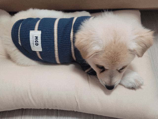  아기강아지 키우기 임보일기