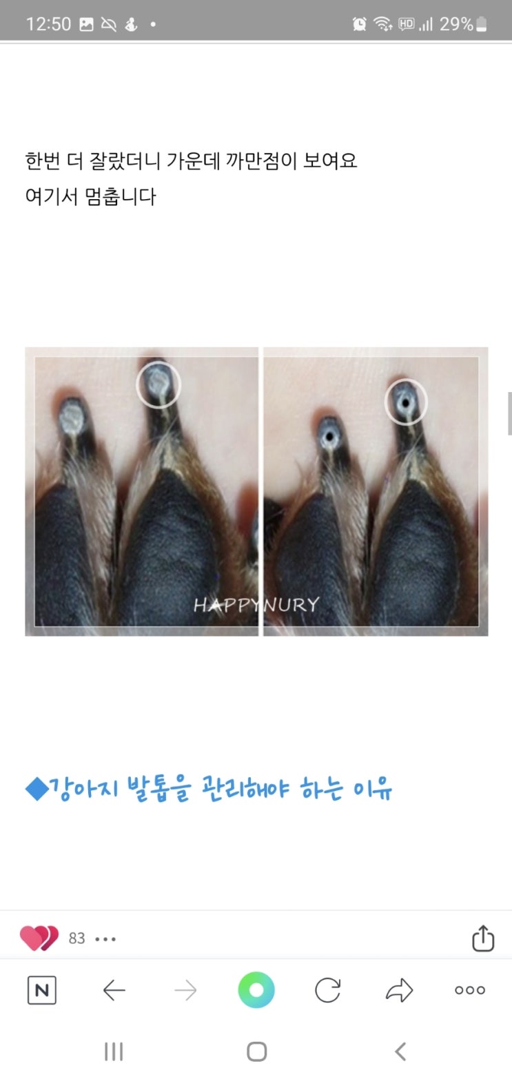  반려견검은색발톱