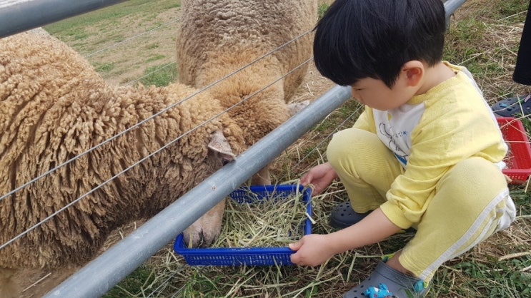  5세아이랑 놀러가기 좋은 칠곡양떼목장/대구인근 아이랑가볼만한곳