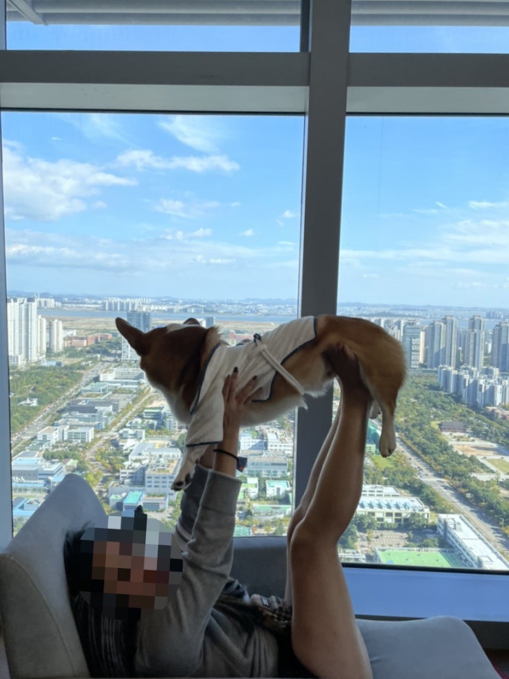 [펫캉스] 오크우드 프리미어 인천 반려견 동반 숙박 후기
