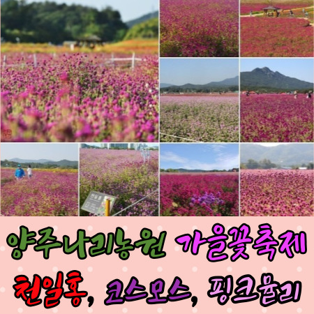 양주나리공원(농원) 가을 꽃축제 천일홍 코스모스 핑크뮬리 댑싸리 개화 상황