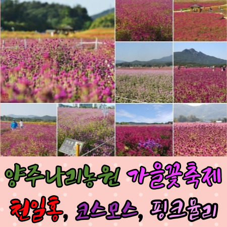  양주나리공원(농원) 가을 꽃축제 천일홍 코스모스 핑크뮬리 댑싸리 개화 상황
