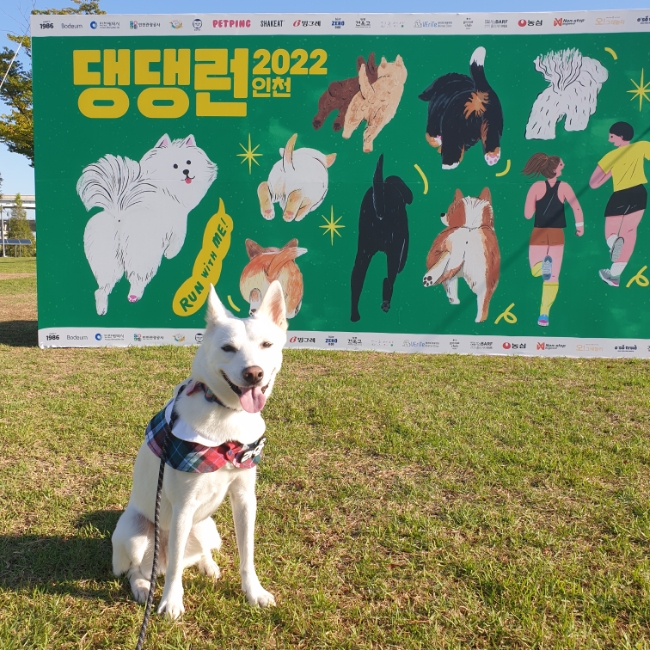 2022 인천 송도 댕댕런 아쉬움이 남은 반려견 행사 2022 인천 송도 댕댕런 아쉬움이 남은 반려견 행사