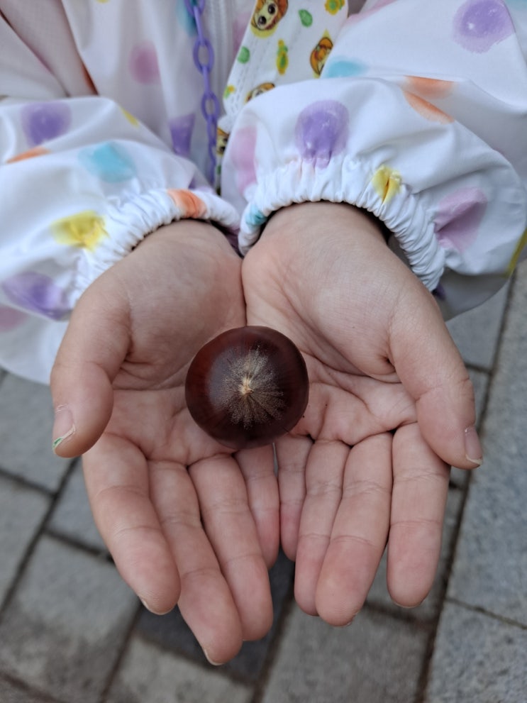  (일상) 안곡습지공원 밤줍기