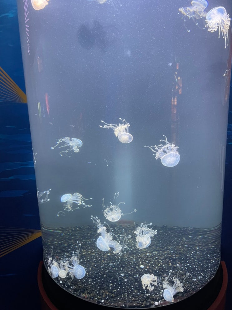  시카고_쉐드아쿠아리움 _CHICAGO SHEDD
