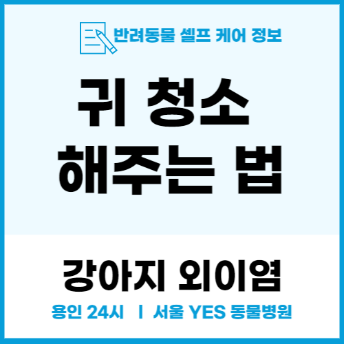 집에서 강아지 외이염_ 귀청소 따라하기( feat.귀세정제)