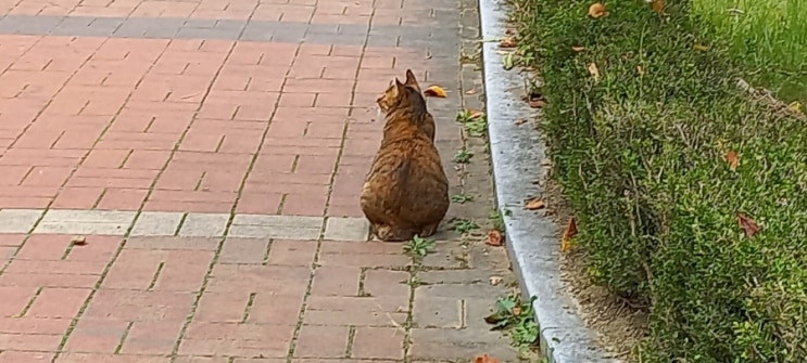  [동물일상] 기숙사 앞에 앉아 있던 "고양이" 한 마리