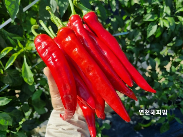  연천 노지 홍고추 청양고추 꽈리고추 수확