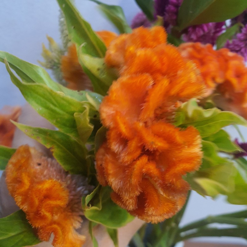 가을꽃 20가지 도매시장에서 만나는 가을 꽃 종류와 꽃말 -일상에 꽃(104) : 네이버 블로그
