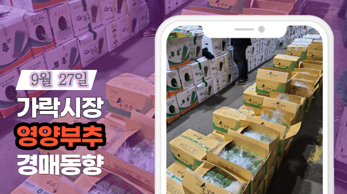 [경매사 일일보고] 9월 27일자 가락시장 "영양부추" 경매동향을 살펴보겠습니다!