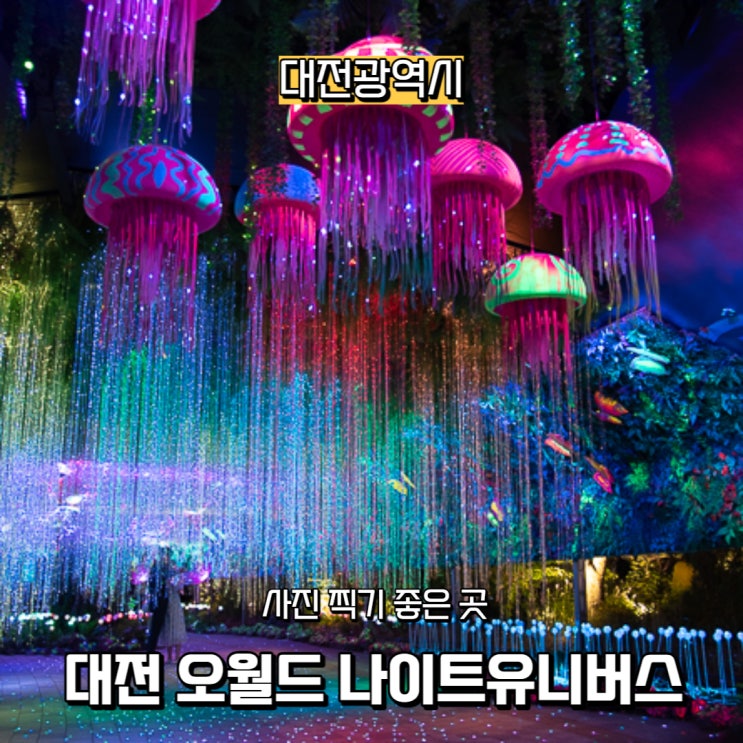  [대전광역시] 사진 찍기 좋은 곳, 대전 오월드 나이트 유니버스(Night Universe) + 주차 꿀 팁