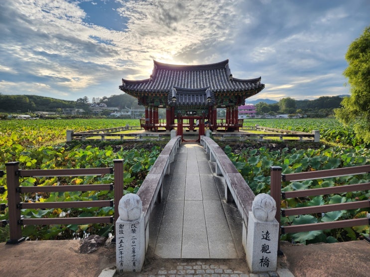  청도 유등지 연잎가득한 군자정에서 가볍게 산책하기