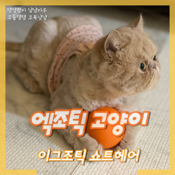  엑조틱 고양이, 다정하고 사랑스러운 품종 엑죠틱 정보