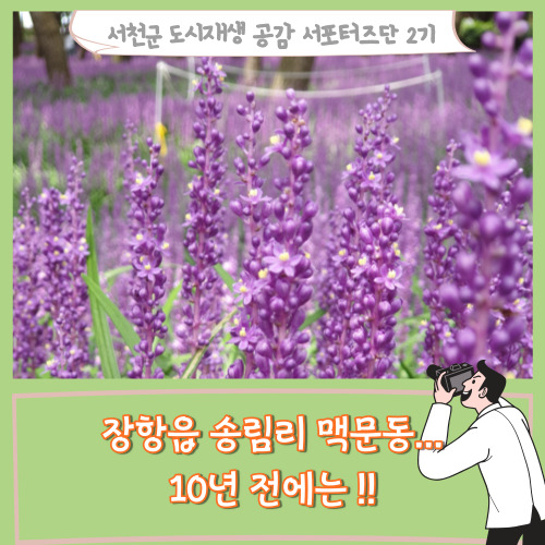  [서포터즈]장항읍 송림리 맥문동...10년 전에는!!