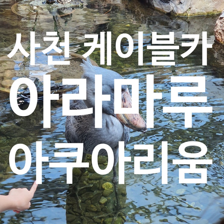  사천 케이블카 아라마루 아쿠아리움 하마 슈빌 구경거리 많은 곳 남해 유명 여행관광지