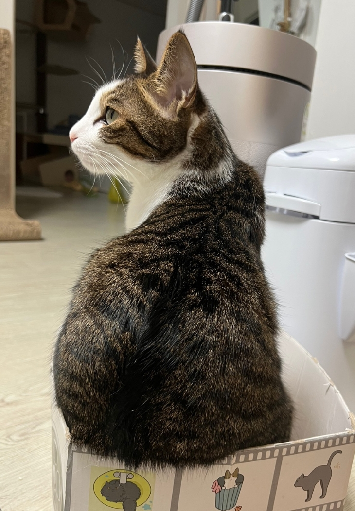  [고양이] 엉덩이 너무 제 눈앞에 있는 거 아니에요? 내 고양이가 캣 카다시안...?