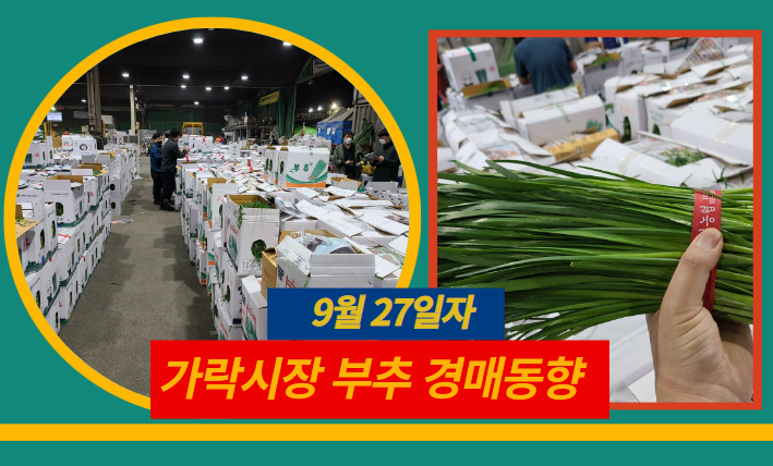  [경매사 일일보고] 9월 27일자 가락시장 "부추" 경매동향을 살펴보겠습니다!