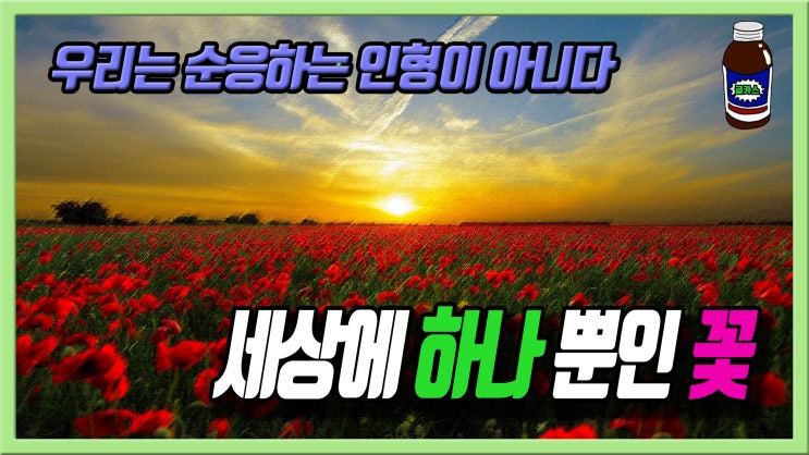  순응하는 인형과 세상에 하나뿐인 꽃.