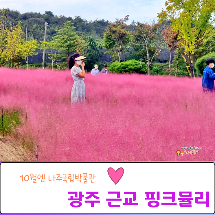  광주 근교 핑크뮬리, 10월엔 나주국립박물관