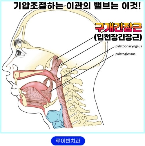 유스타키오관 기능 장애에 대하여 5