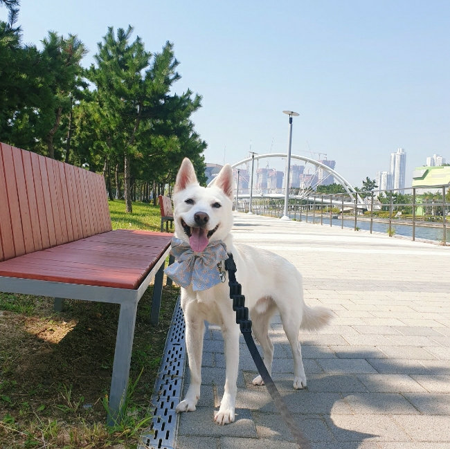 송도 피트어패트 진돗개도 환영받는 반려견 동반 식당