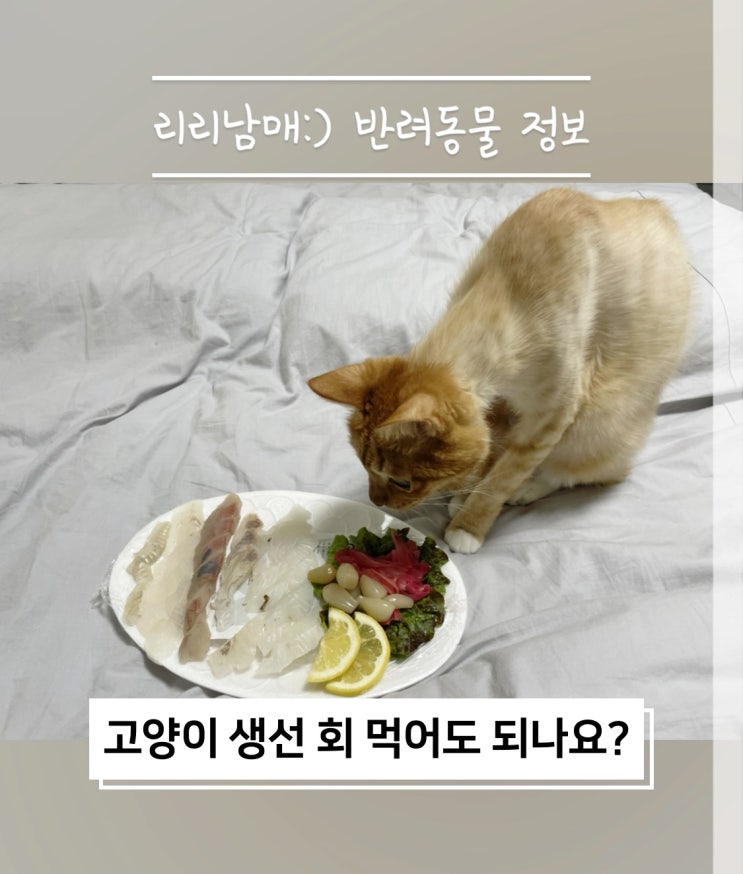  고양이 생선 회 먹여도 될까 . 당연히 먹여도 되는 줄 아셨죠 ?
