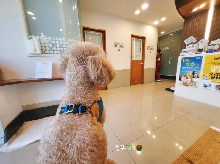 일산 동물병원/삼송사랑 동물의료센터: 강아지 슬개골 수술전문