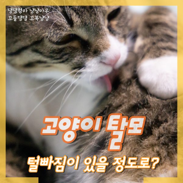  고양이 탈모, 털빠짐이 있을 정도로 핥는 이유