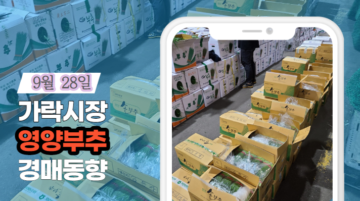 [경매사 일일보고] 9월 28일자 가락시장 "영양부추" 경매동향을 살펴보겠습니다!