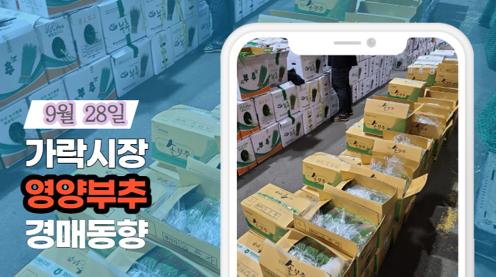  [경매사 일일보고] 9월 28일자 가락시장 "영양부추" 경매동향을 살펴보겠습니다!