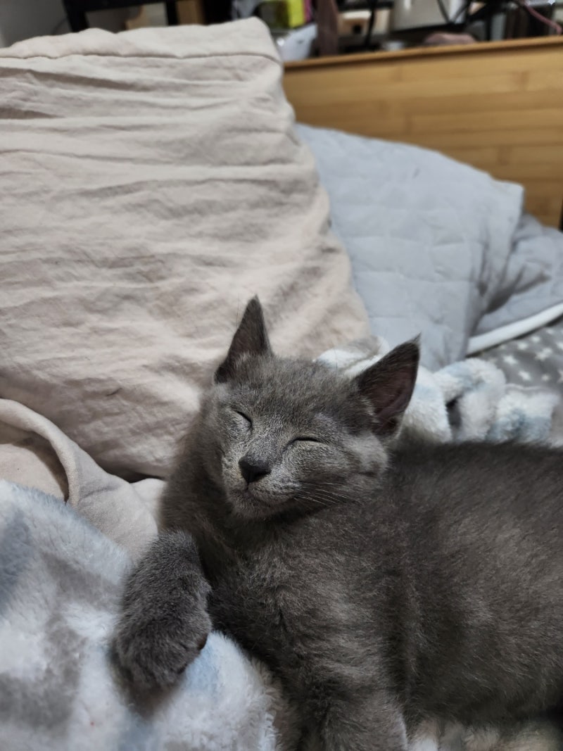 러시안블루 새끼고양이 뜨앙이 첫번째 접종일지 : 네이버 블로그