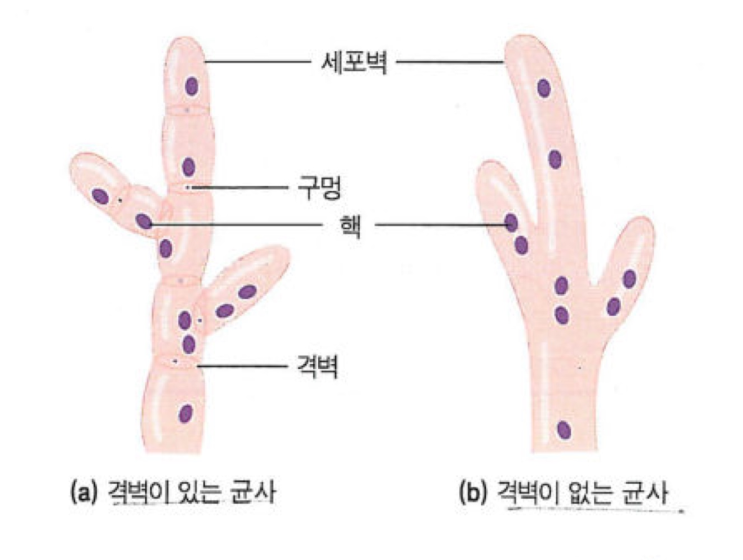  균사