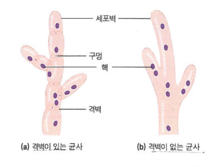 균사