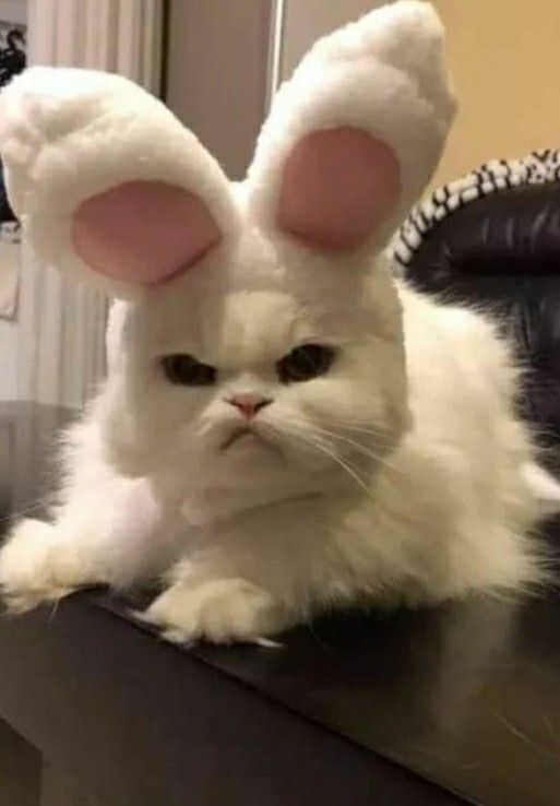  2022 해외 할로윈 코스튬 모음전 (Cats and dogs)