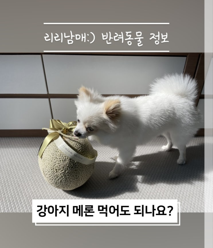  강아지 메론 멜론 강아지가 먹어도 되는 과일 음식일까 알아봐요