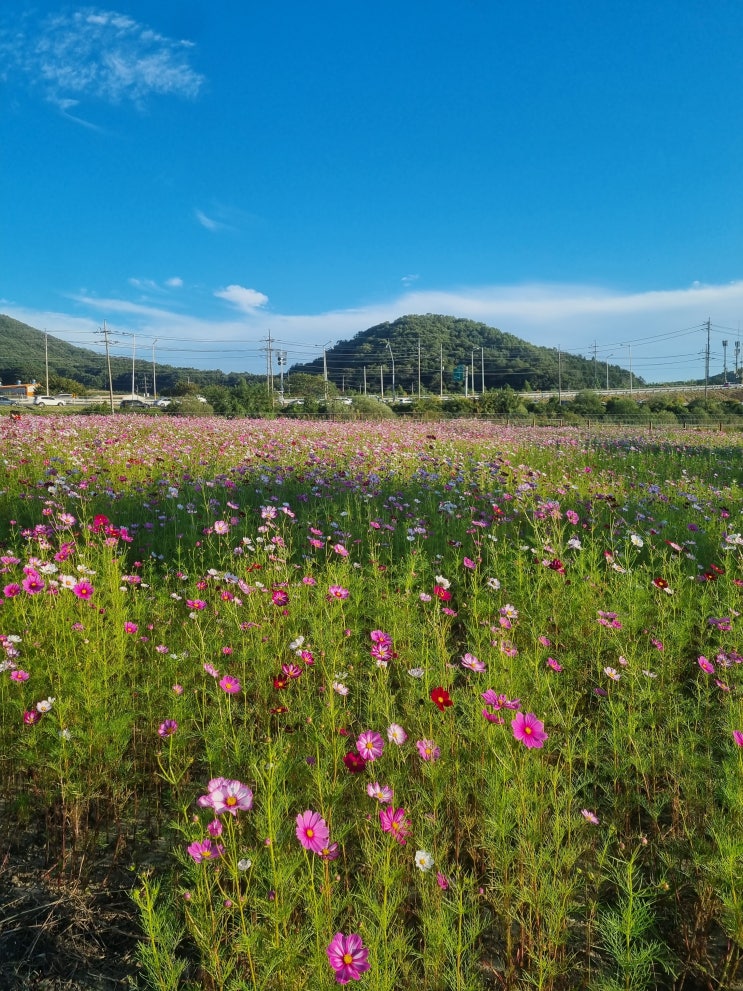 파주 코스모스 축제 율곡습지공원