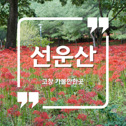  고창 선운사 꽃무릇 이제 막바지를 향해