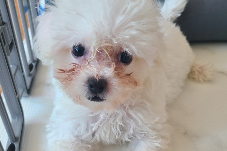  하루 1분, 강아지 눈물자국 관리 하기