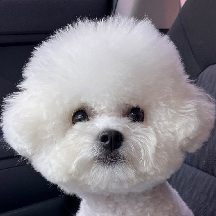  빵실빵실한 털이 매력적인 10개월 비숑 특징 탐구해보기