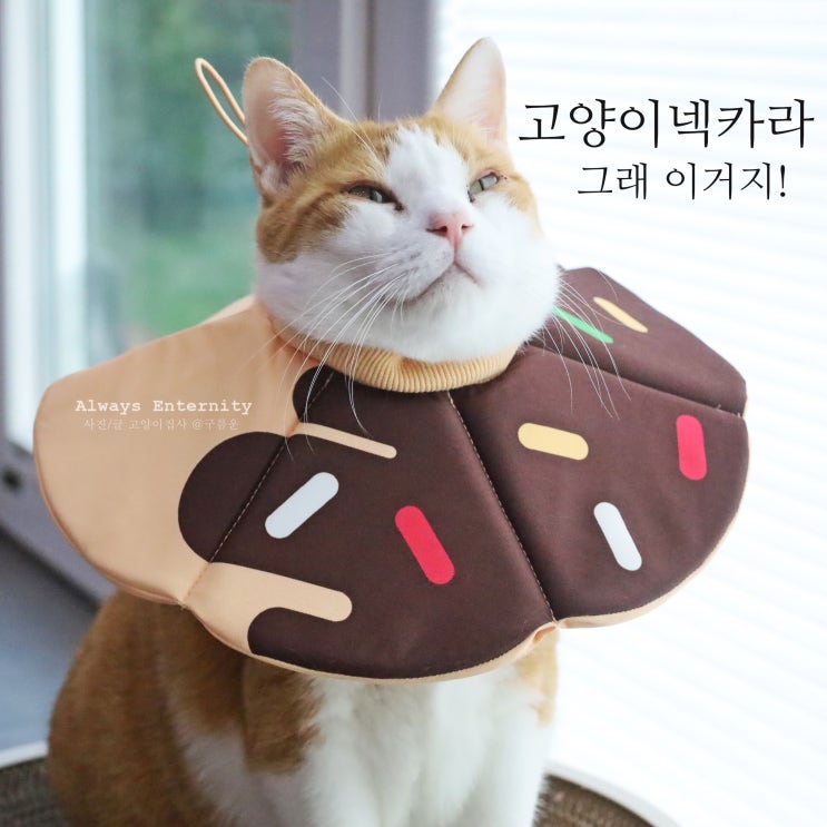  고양이 넥카라, 중성화 수술 후 필수 아이템! (비마이펫X펫트리움)