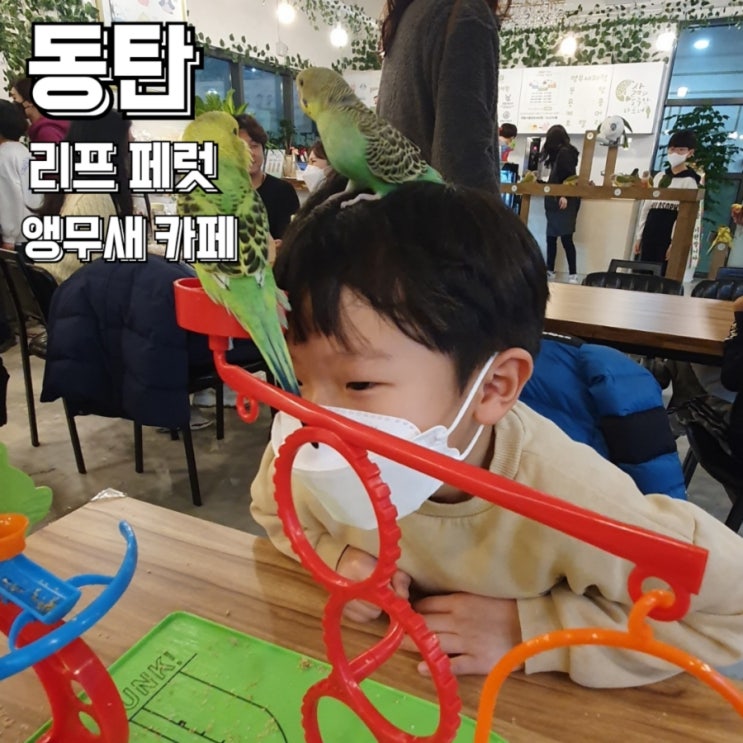  동탄 앵무새카페 카림 상가 리프패럿 아이랑 단둘이 데이트